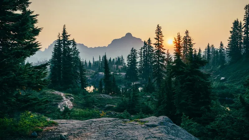 Усадьба «Сакалы» — сосновый лес · Unsplash